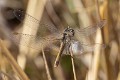 Sympetrum fonscolombii female Botswana-225967